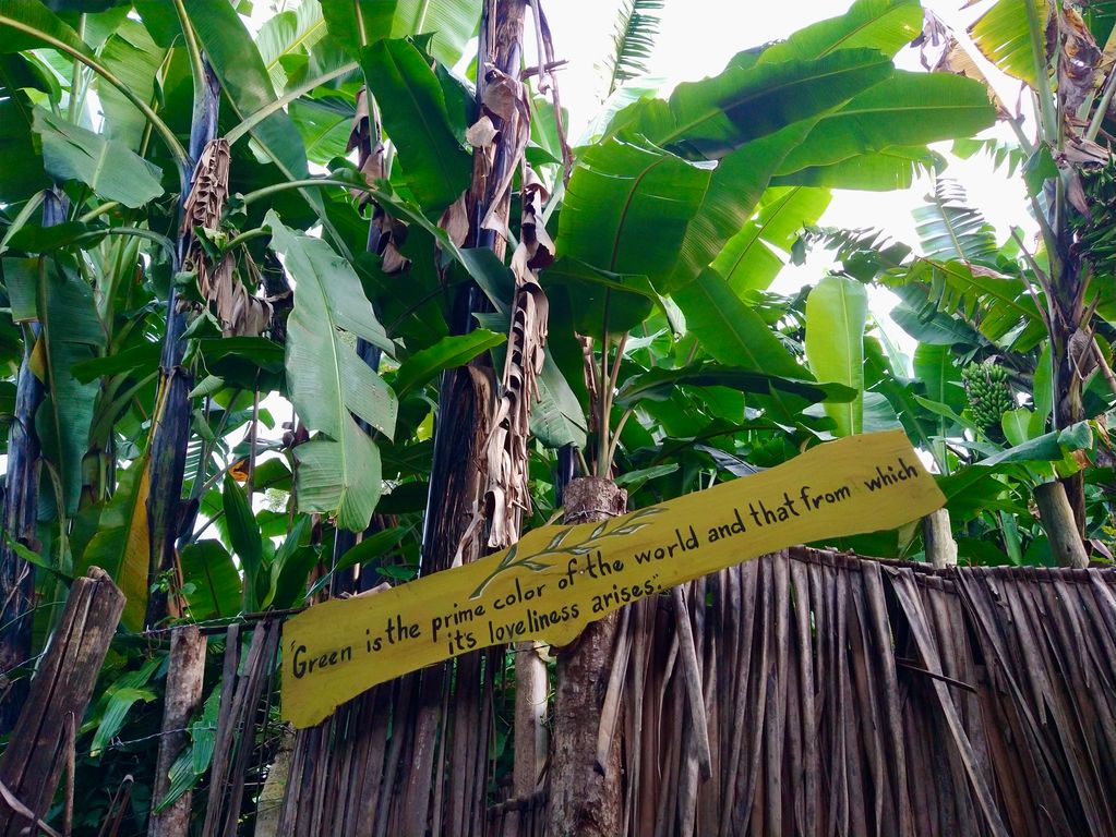 Banana Eco Farm Tanzania